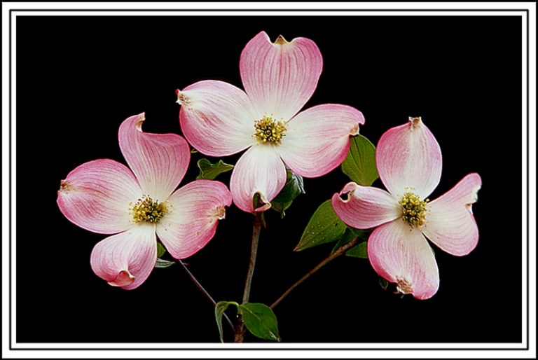 Dogwood Trio